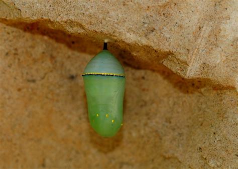 Pupa Rocks Chrysalis Of A Queen Butterfly Manjith Kainickara