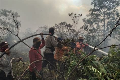 Foto Dampak Karhutla Hektar Kebun Sawit Dan Karet Terbakar Di