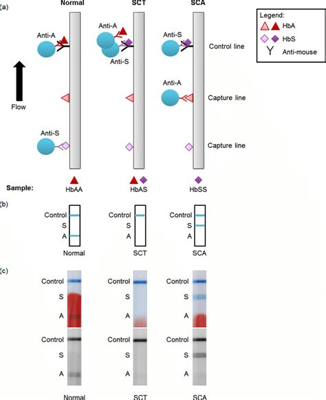 Lateral flow tests detect active infections with results in minutes; Schematic and example images of lateral flow strips. (a ...