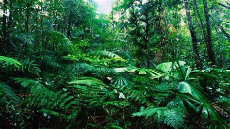 Beautiful Tropical Rainforest Wallpaper