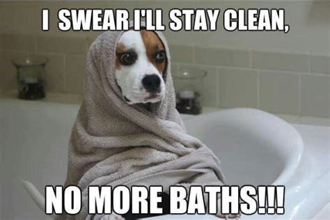 Bath Time Cute Funny Dogs Funny Dog Memes Dogs
