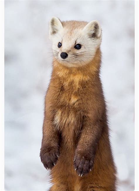 American Pine Marten Martes Americana These Beautiful Assassins