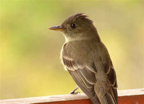 Popular Backyard Birds Of Indiana With Pictures Birdwatching Tips