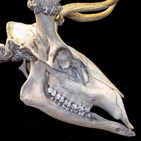 Deer Skull Profile Photograph By Gary Warnimont