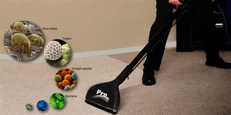 Dustmites In Your Carpets And Upholstery Carpet Cleaning Dublin