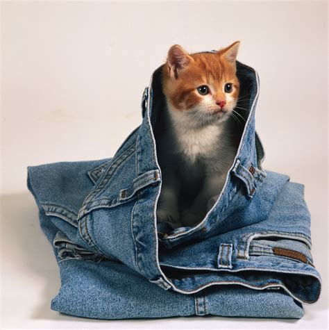 Celebrate National Cat Day With Photos Of Cats Wearing Clothes