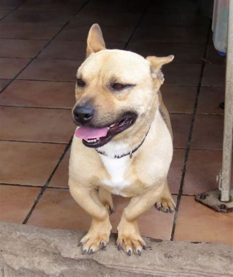 Popi Perro Adopción Cruce Adoptado Perrera De Los Barrios
