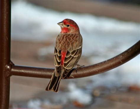 Room Without Walls Red House Finch