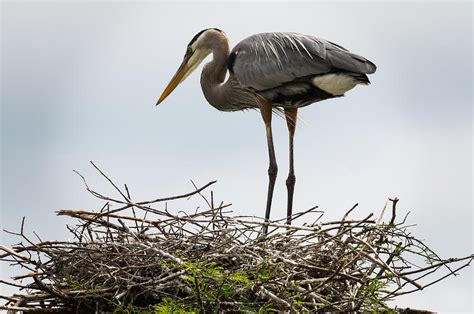 Great Blue Heron Nesting Photograph By William Shackelford Fine Art