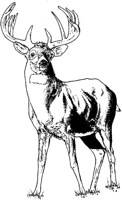 young elk coloring pages  print  coloring pages   color nimbus