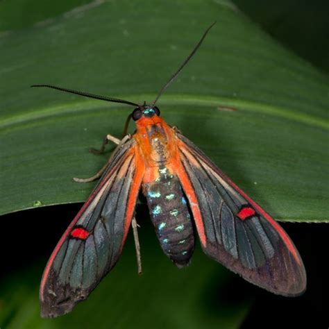 Clearwing Moth Nature Closeups