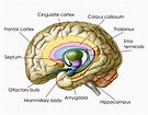 Awesome Information About the Location and Functions of the Amygdala