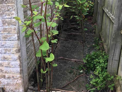 Crowds out native species (stone 2010). Beware of Japanese Knotweed | McKeowns Solicitors