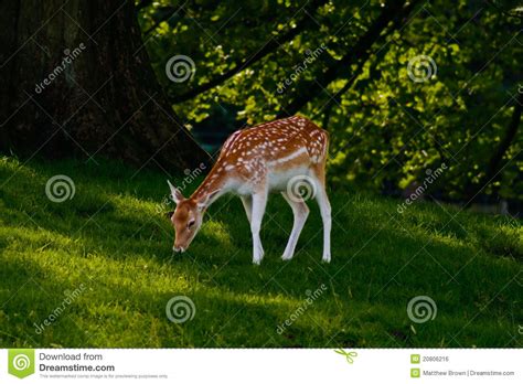 Fallow Deer Grazing In Field Stock Photo Image Of Closeup Profile