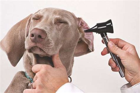 Dogs And Hearing Loss What You Need To Know Audicus