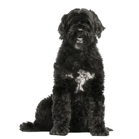 Portuguese Water Dog Character And Ownership Dog Breed Pictures Dogbible