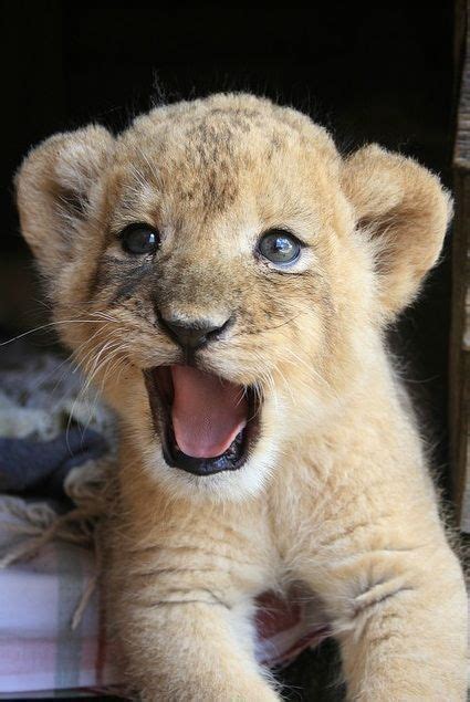 5 Photos Of Sweet Lion Cubs Cute Baby Animals Cute Animals Baby Animals
