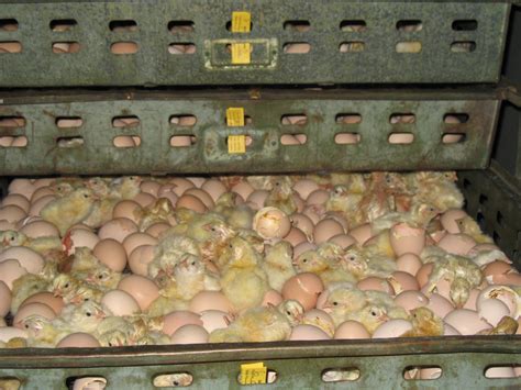 poultry chicken broilers