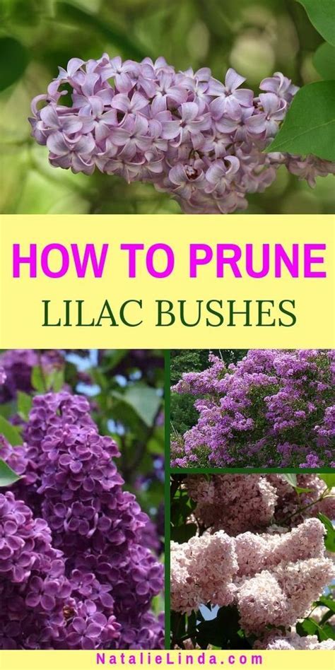 Learn To Prune Lilacs The Right Way For Optimum Blooms Next Spring