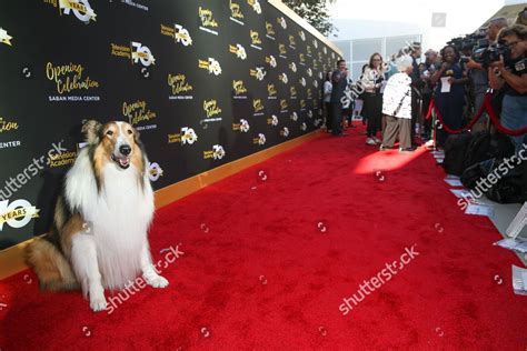 Lassie Arrives Television Academys 70th Anniversary Editorial Stock
