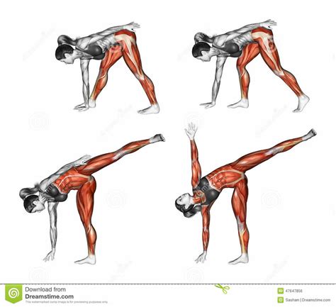 This asana gives a good stretch to the lower back muscles. Half Moon Pose - Peaceful World Yoga