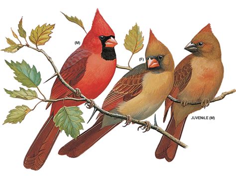 Female Cardinal Clipart 20 Free Cliparts Download Images On