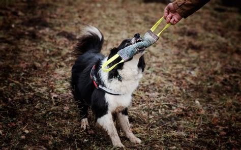 How And Why You Should Play Tug Games With Your Dog Julius K9 Uk Blog