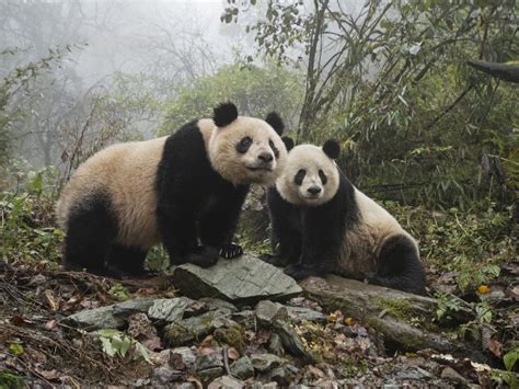 Kung Fu Panda The Remarkable Comeback Effort For Panda Conservation