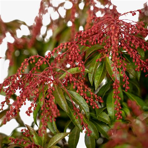 Dorothy Wycoff Pieris For Sale Online The Tree Center