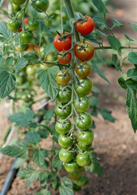 How To Grow Healthy Delicious Tomatoes In A Pacific Northwest Garden