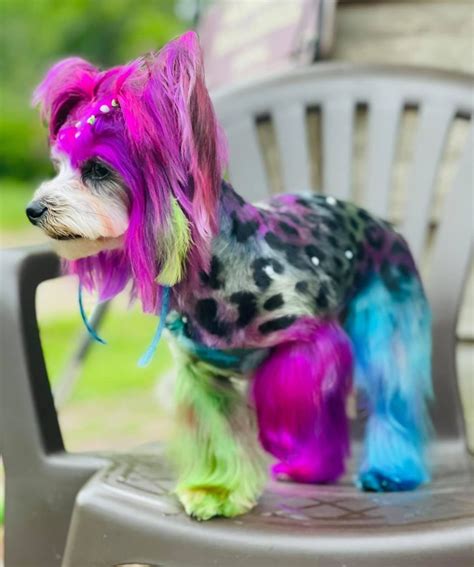Opawz Permanent Dog Hair Dyes Dog Safe Dye In 2021 Dog Hair Dye Dog