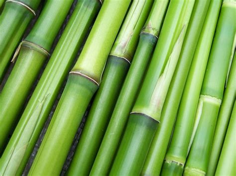 Kerajinan Dari Bambu Yang Unik Dan Mudah Dibuat Ada Asbak Obor Hingga Rak Sepatu Sunanesia Com