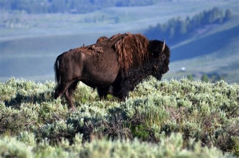 National Bison Day Provides A Chance To Connect With An American Icon