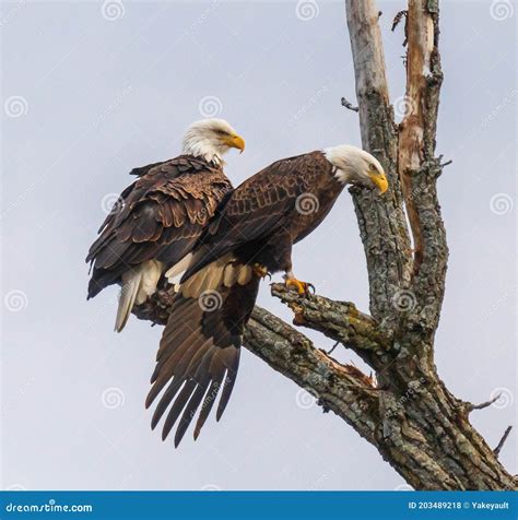 Pair Of Bald Eagles In A Tree With One Looking Intently Toward The