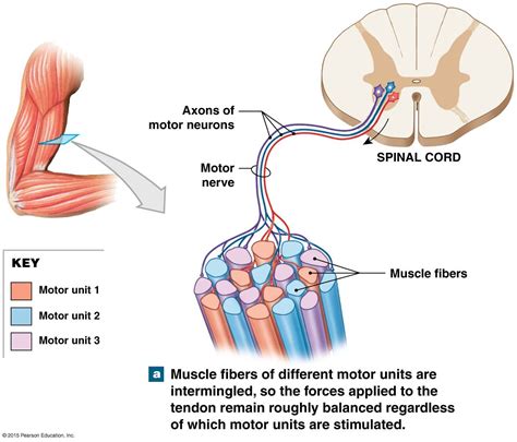 A Motor Unit Human Body Activities Muscle Anatomy Kinesiology