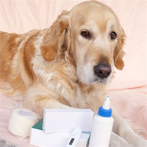 Aspirin And Ibuprofen Are Human Pain Meds Safe For Dogs