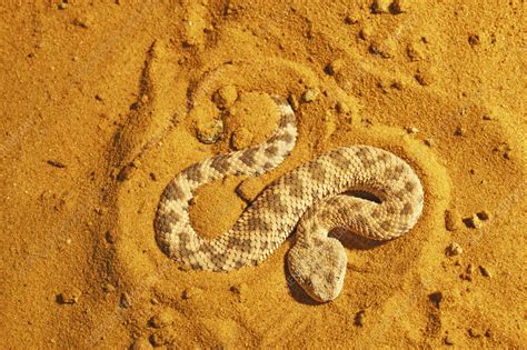 Sahara Sand Viper Burrowing Into Sand To Hide Stock Image C0557677