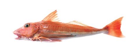 Red Gurnard Fish Species Of New Zealand