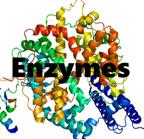 Enzyme Cartoon Images Enzyme Clipart 20 Free Cliparts Bodendwasuct