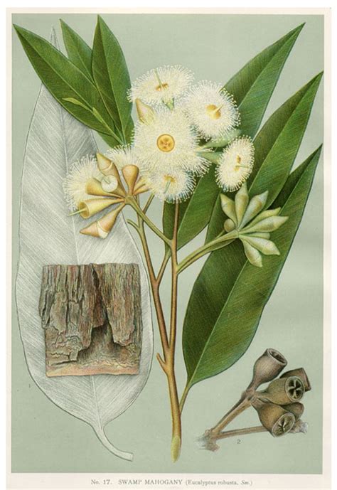 Vintage Botanical Prints And Illustrations Where To Find Them Plus 5
