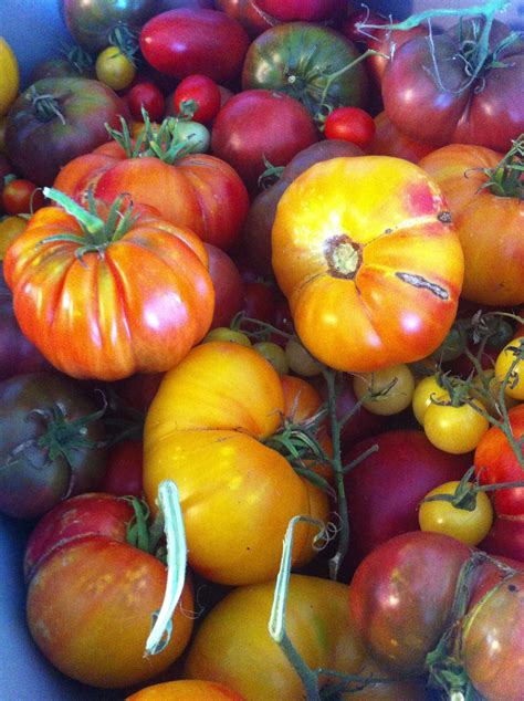 Heirloom Tomatoes from our gardens from Fried Green Tomatoes Catering | Green tomatoes, Tomato 