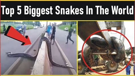Top 5 Biggest Snakes In The World L Biggest Snakes Ever Discovered L