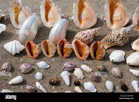 Sea Shells For Sale Kuta Beach Bali Indonesia Stock Photo Alamy