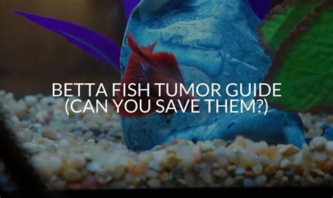 Betta Fish Tumors Why They Happen And What To Do Betta Care Fish Guide