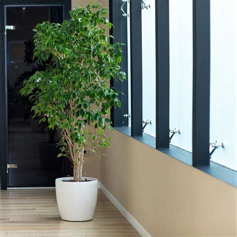 The 22 Best Indoor Trees For The Home Bob Vila