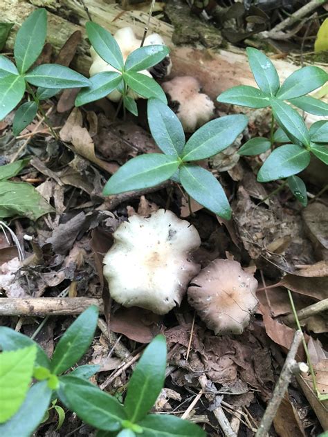 Official 2019 Psilocybe ovoideocystidiata thread - Mushroom Hunting and