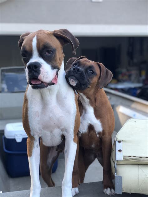 While they might be tall, they're muscular and athletic with a proud carriage that is unmistakably boxer.. Boxer Puppies For Sale | St. Augustine, FL #330716