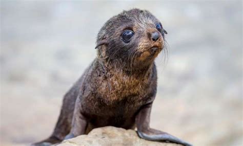 Fur Seal Pup Kaikoura New Zealand Abercrombie And Kent Cute Baby