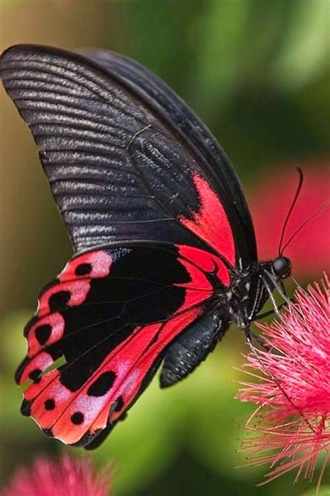 Download the perfect beautiful landscape pictures. Lovable Images: Butterflies Mobile Background Pictures ...