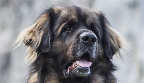 14 Facts Proving That Leonberger Dogs Are True Lions Page 2 Of 4